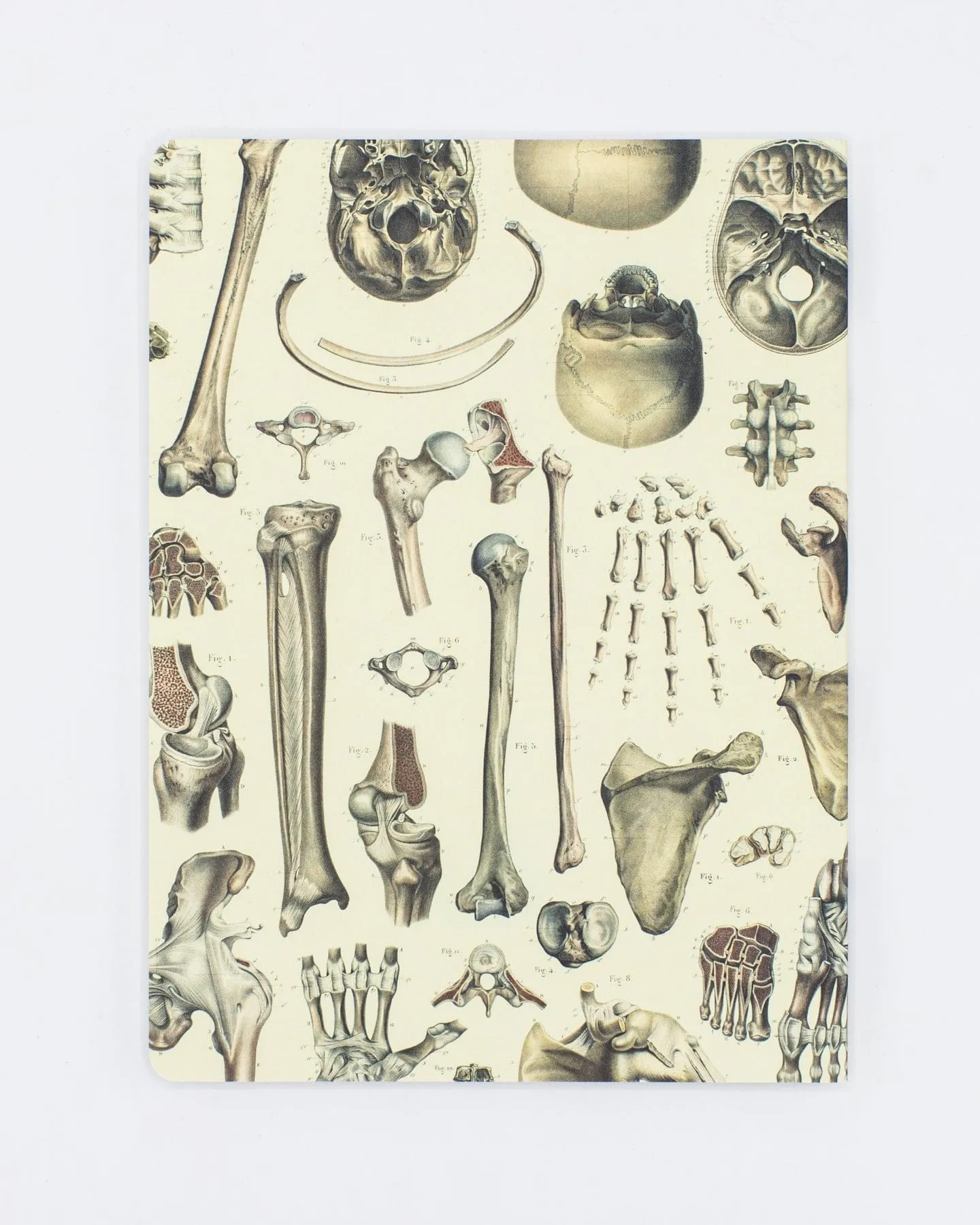 Skeleton Plate 2 Softcover Notebook - Lined
